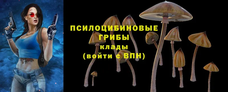 Псилоцибиновые грибы Psilocybine cubensis  купить наркотики цена  Зея 